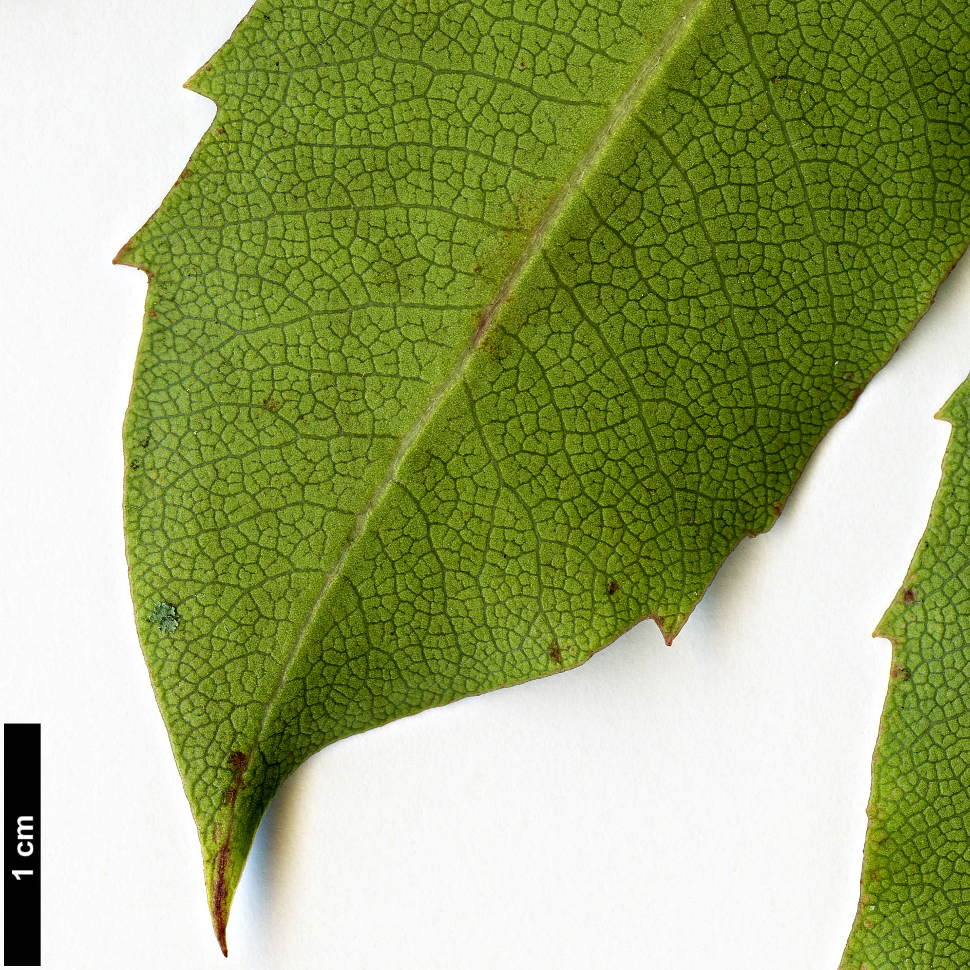 High resolution image: Family: Pittosporaceae - Genus: Pittosporum - Taxon: dallii